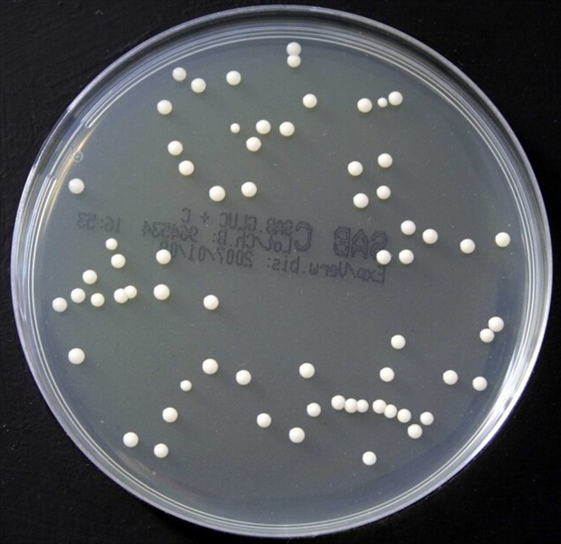 photo SABOURAUD DEXTROSE AGAR+CAF 10 P. 1