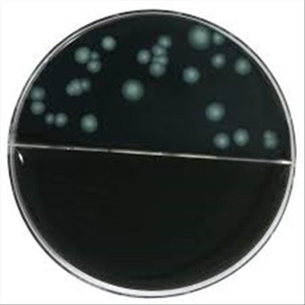 photo LEGIONELLA SELETTIVO GVPC D.90 C.20 1