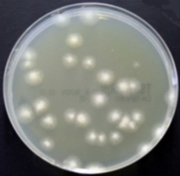 photo TSA IRRADIATO (DEEP FILL) 10 PZ 1