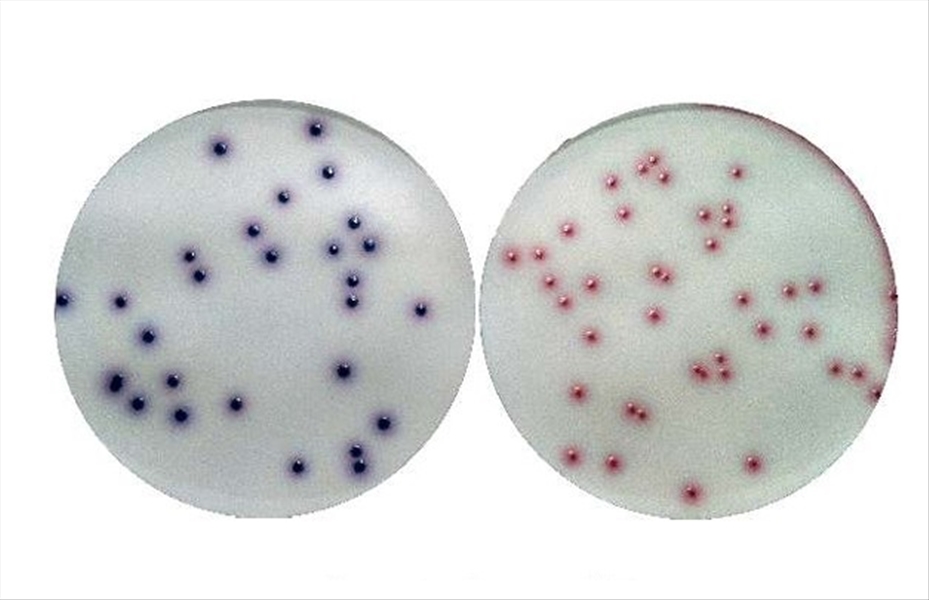 photo CHROMOGENIC COLIFORM AGAR ISO CF.30 1