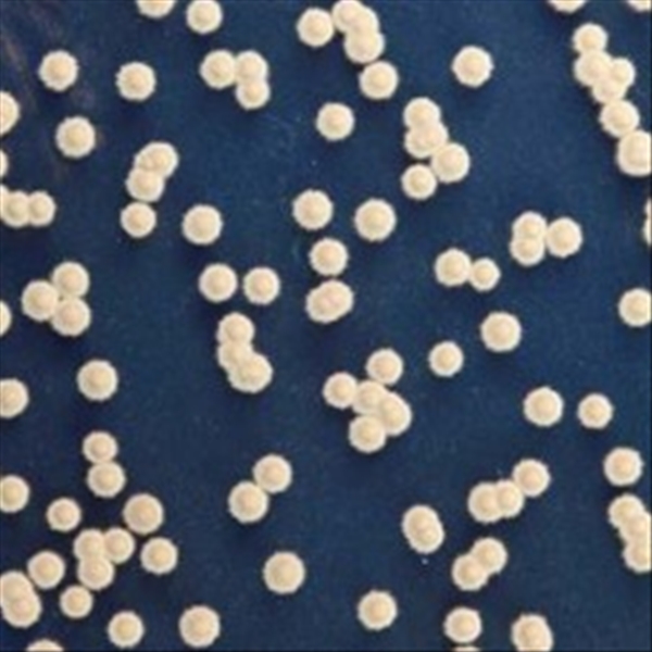 photo DG18 AGAR 20PZ 1