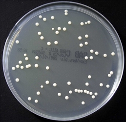 SABOURAUD DEXTROSE AGAR+CAF 10 P.