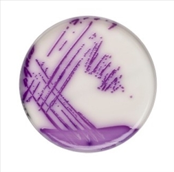 BRILLIANCE SALMONEL.AGAR 10 PIASTRE