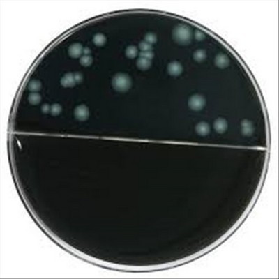 LEGIONELLA SELETTIVO GVPC ISO 11731