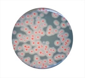 BACILLUS CEREUS CHROMOGENIC 20 PZ