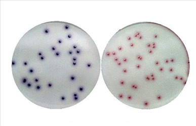 CHROMOGENIC COLIFORM AGAR ISO CF.30