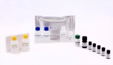 BIO SHIELD ELISA CASEINA 96TEST