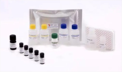 BIO SHIELD ELISA BLG 96TEST