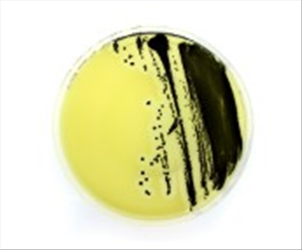 AEROMONAS AGAR 90MM PZ. 20