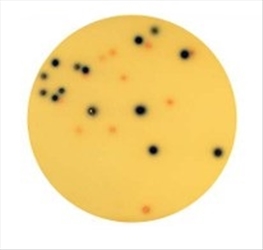 CHROMOGENIC COLIFORM AGAR 6X100ML