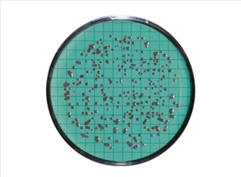 CARTONI STANDARD TTC CF.100