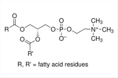 L-ALFA-FOSFATIDILCOLINA 100G >99%