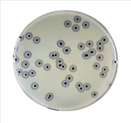 BAIRD PARKER AGAR BASE 6X100 ML